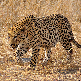 Dusternbrook - Leopard